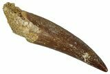 Fossil Plesiosaur (Zarafasaura) Tooth - Morocco #349820-1